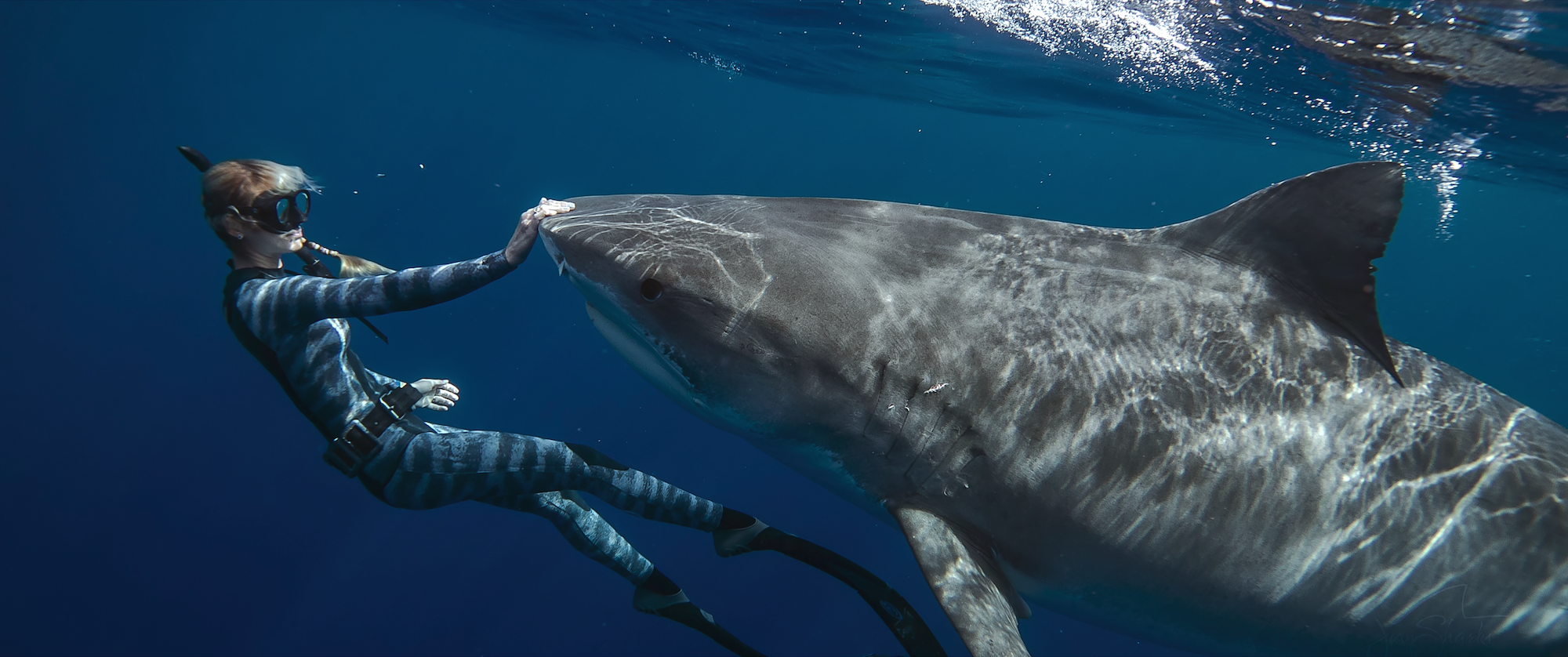 Lightning Recs: Shark Whisperer